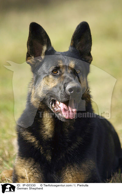 Portrait eines Deutschen Schferhundes / German Shepherd / IP-00330