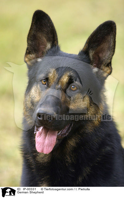 Portrait eines Deutscher Schferhund / German Shepherd / IP-00331