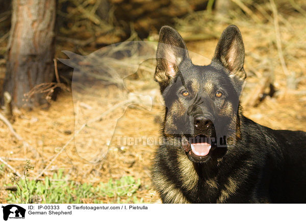 Portrait eines Deutschen Schferhundes / German Shepherd / IP-00333