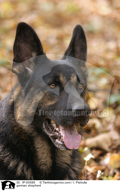 Portrait eines Deutschen Schferhundes / german shepherd / IP-00589