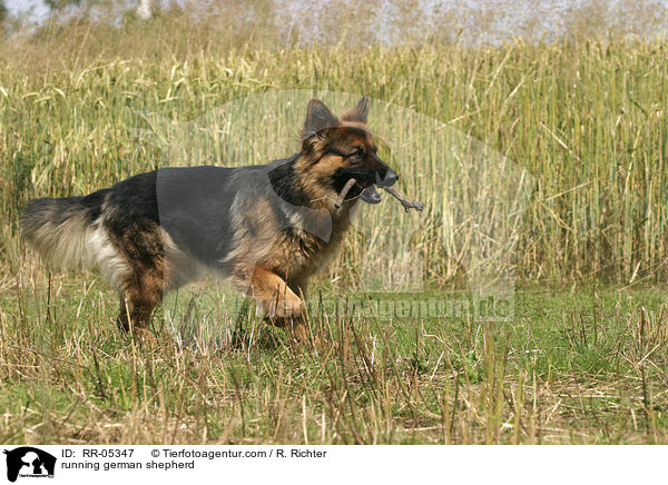 running german shepherd / RR-05347