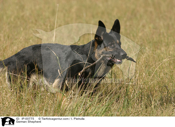 Deutscher Schferhund / German Shepherd / IP-00775