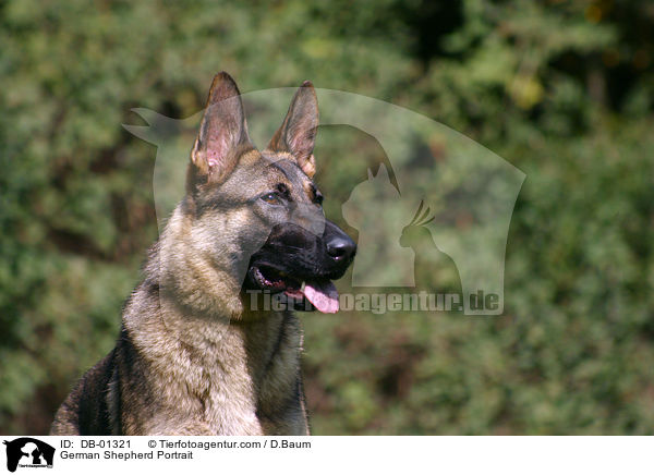 Deutscher Schferhund Portrait / German Shepherd Portrait / DB-01321