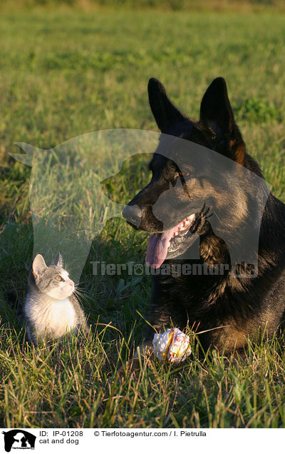 cat and dog / IP-01208