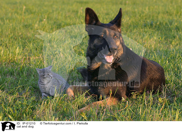 cat and dog / IP-01210