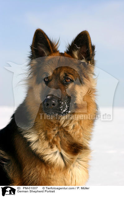 Schferhund Portrait / German Shepherd Portrait / PM-01007