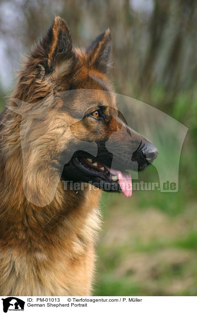 German Shepherd Portrait / PM-01013