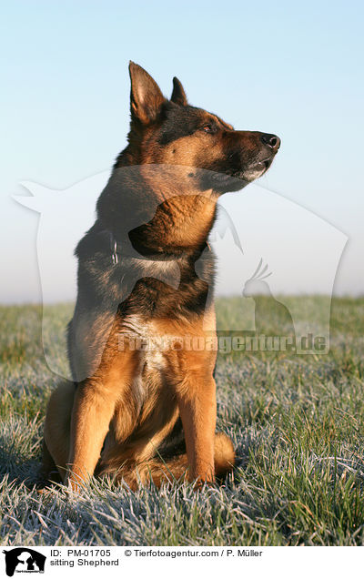 sitzender Schferhund / sitting Shepherd / PM-01705