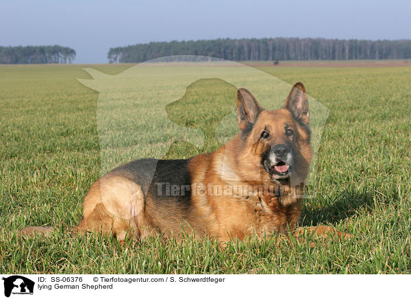 liegender Deutscher Schferhund / lying German Shepherd / SS-06376