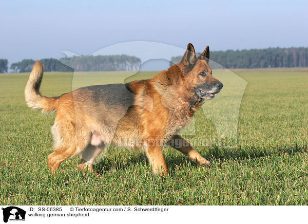 laufender Deutscher Schferhund / walking german shepherd / SS-06385