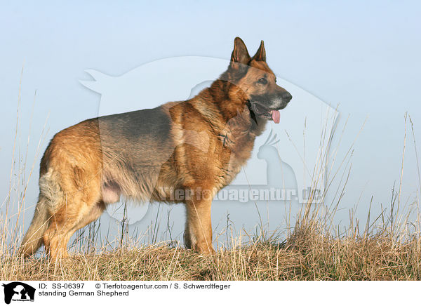 stehender Deutscher Schferhund / standing German Shepherd / SS-06397