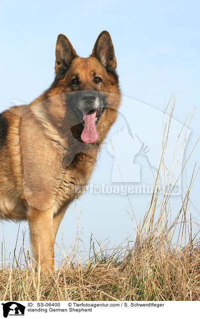 stehender Deutscher Schferhund / standing German Shepherd / SS-06400