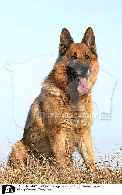 sitzender Deutscher Schferhund / sitting German Shepherd / SS-06402
