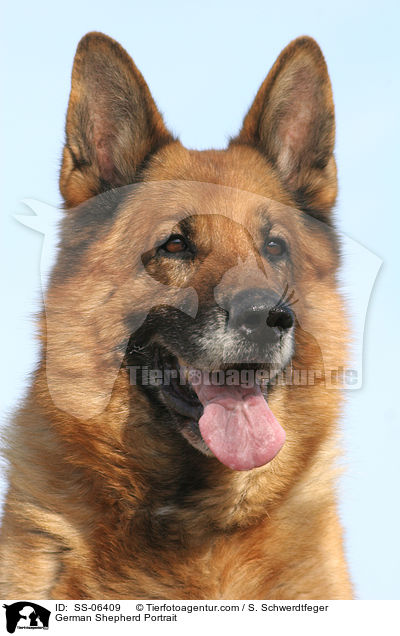 Deutscher Schferhund Portrait / German Shepherd Portrait / SS-06409