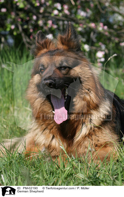 Deutscher Schferhund / German Shepherd / PM-02190