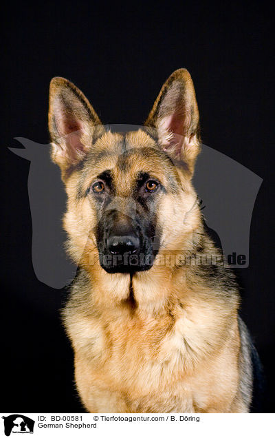 Deutscher Schferhund / German Shepherd / BD-00581