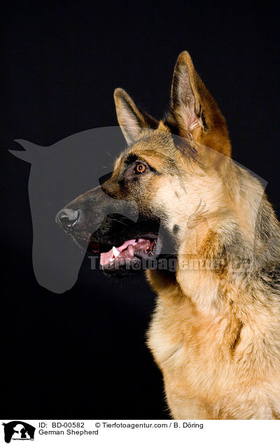 Deutscher Schferhund / German Shepherd / BD-00582