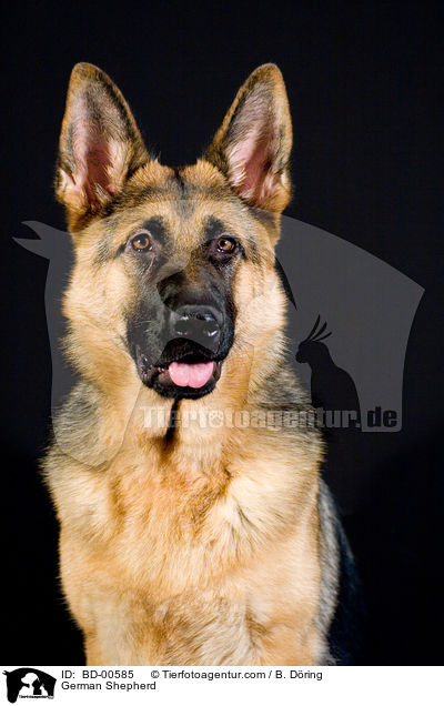Deutscher Schferhund / German Shepherd / BD-00585