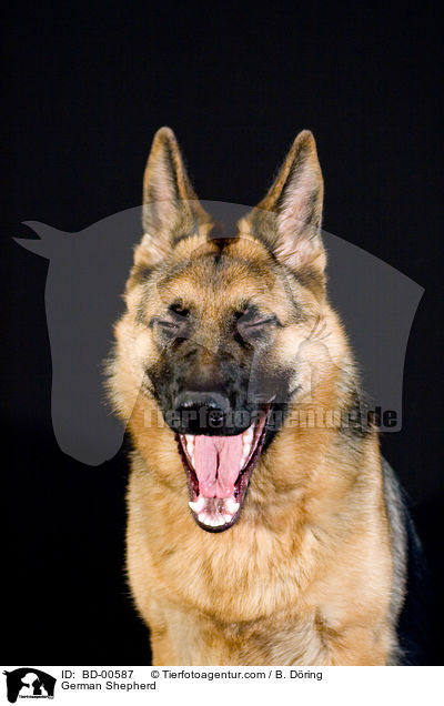 Deutscher Schferhund / German Shepherd / BD-00587