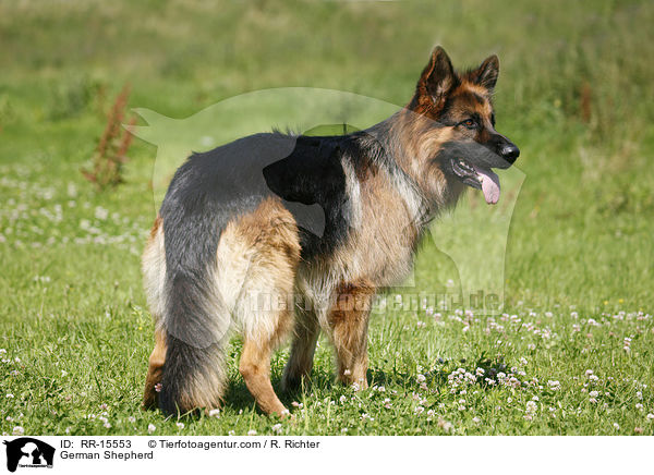 Deutscher Schferhund / German Shepherd / RR-15553