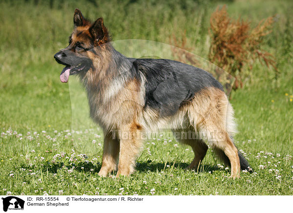 Deutscher Schferhund / German Shepherd / RR-15554