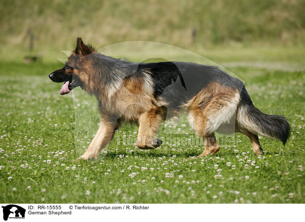 Deutscher Schferhund / German Shepherd / RR-15555