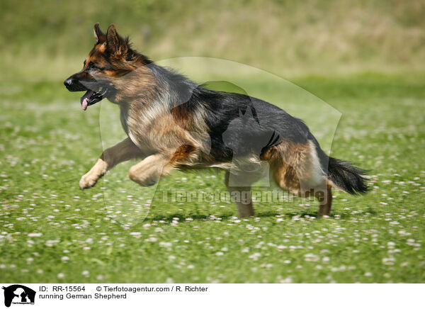 rennender Deutscher Schferhund / running German Shepherd / RR-15564