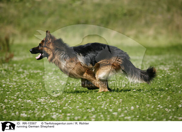 rennender Deutscher Schferhund / running German Shepherd / RR-15567
