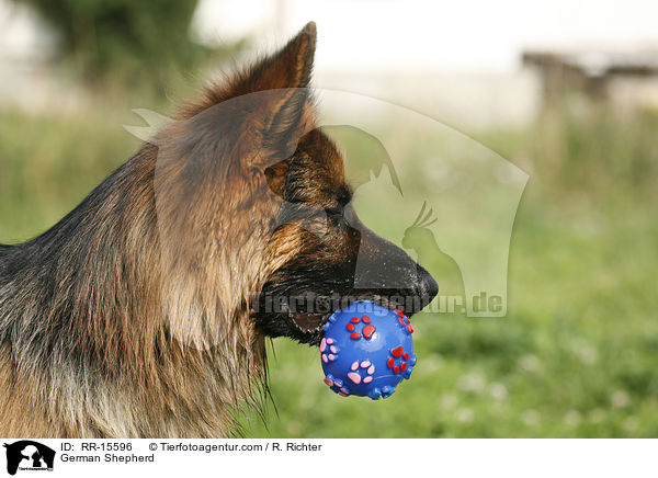 Deutscher Schferhund Portrait / German Shepherd / RR-15596