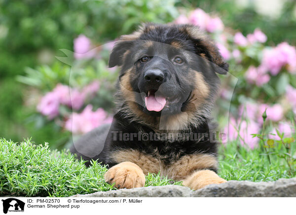 Deutscher Schferhund Welpe / German Shepherd pup / PM-02570