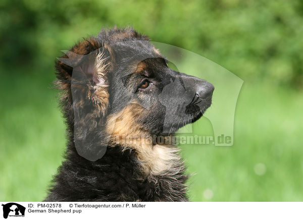 German Shepherd pup / PM-02578