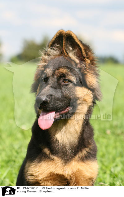 junger Deutscher Schferhund / young German Shepherd / PM-02617
