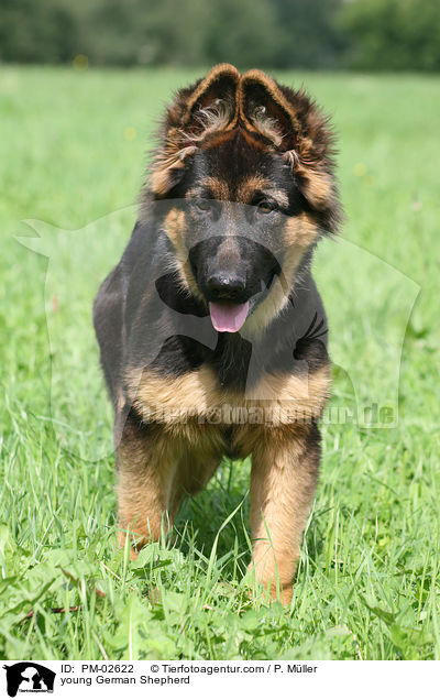 junger Deutscher Schferhund / young German Shepherd / PM-02622