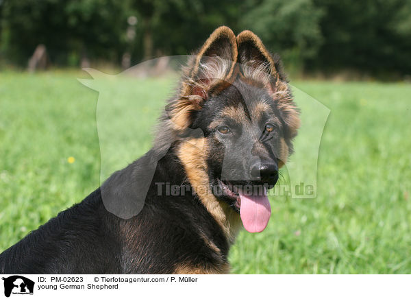 junger Deutscher Schferhund / young German Shepherd / PM-02623