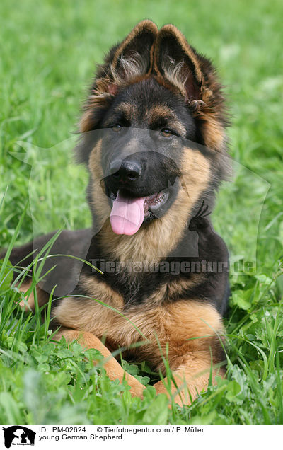 junger Deutscher Schferhund / young German Shepherd / PM-02624