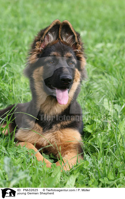 junger Deutscher Schferhund / young German Shepherd / PM-02625