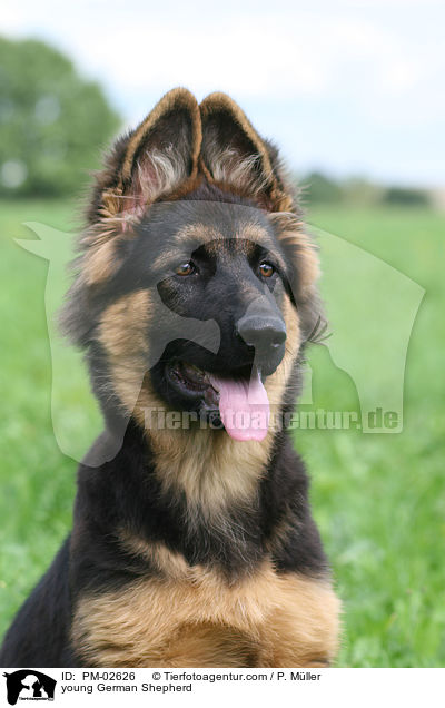 junger Deutscher Schferhund / young German Shepherd / PM-02626