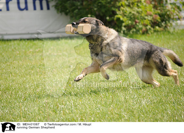 rennender Deutscher Schferhund / running German Shepherd / MEH-01087