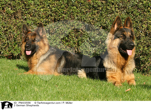 2 German Shepherds / PM-03556