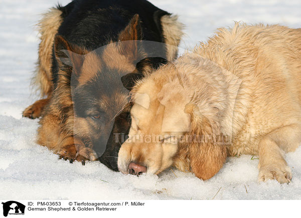 German Shepherd & Golden Retriever / PM-03653