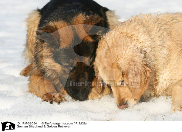 German Shepherd & Golden Retriever / PM-03654