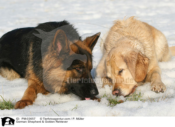 German Shepherd & Golden Retriever / PM-03657