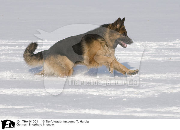 Deutscher Schferhund im Schnee / German Shepherd in snow / THA-01001