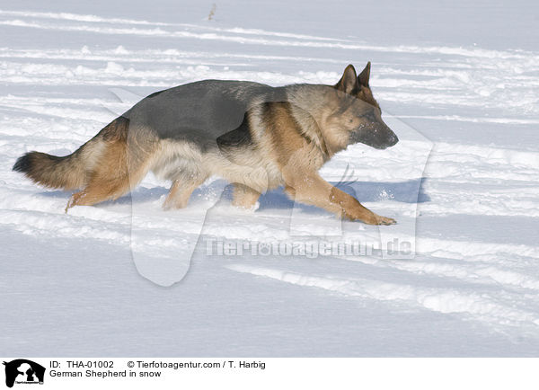 Deutscher Schferhund im Schnee / German Shepherd in snow / THA-01002
