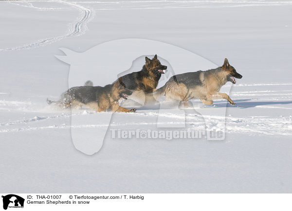 German Shepherds in snow / THA-01007