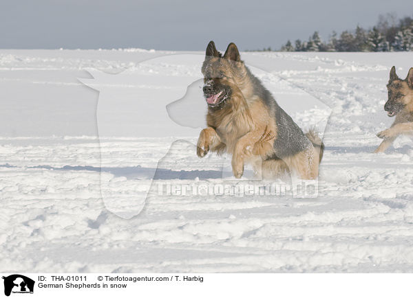 German Shepherds in snow / THA-01011