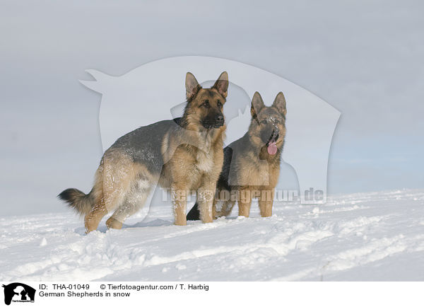 German Shepherds in snow / THA-01049