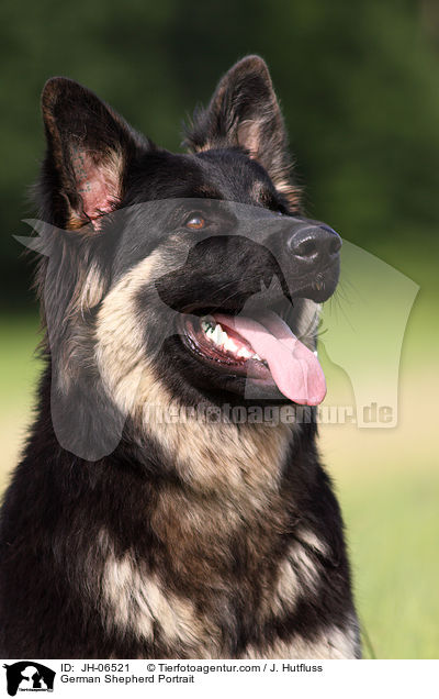 German Shepherd Portrait / JH-06521