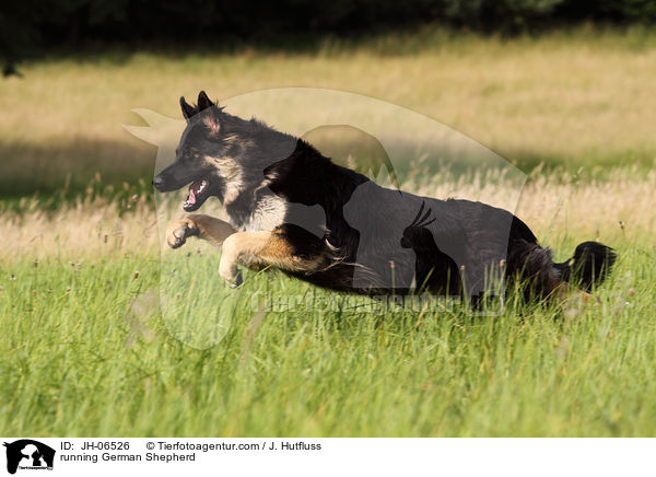 running German Shepherd / JH-06526