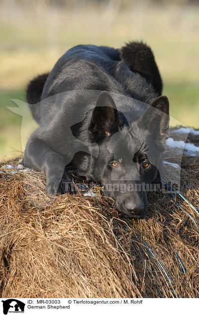 Deutscher Schferhund / German Shepherd / MR-03003